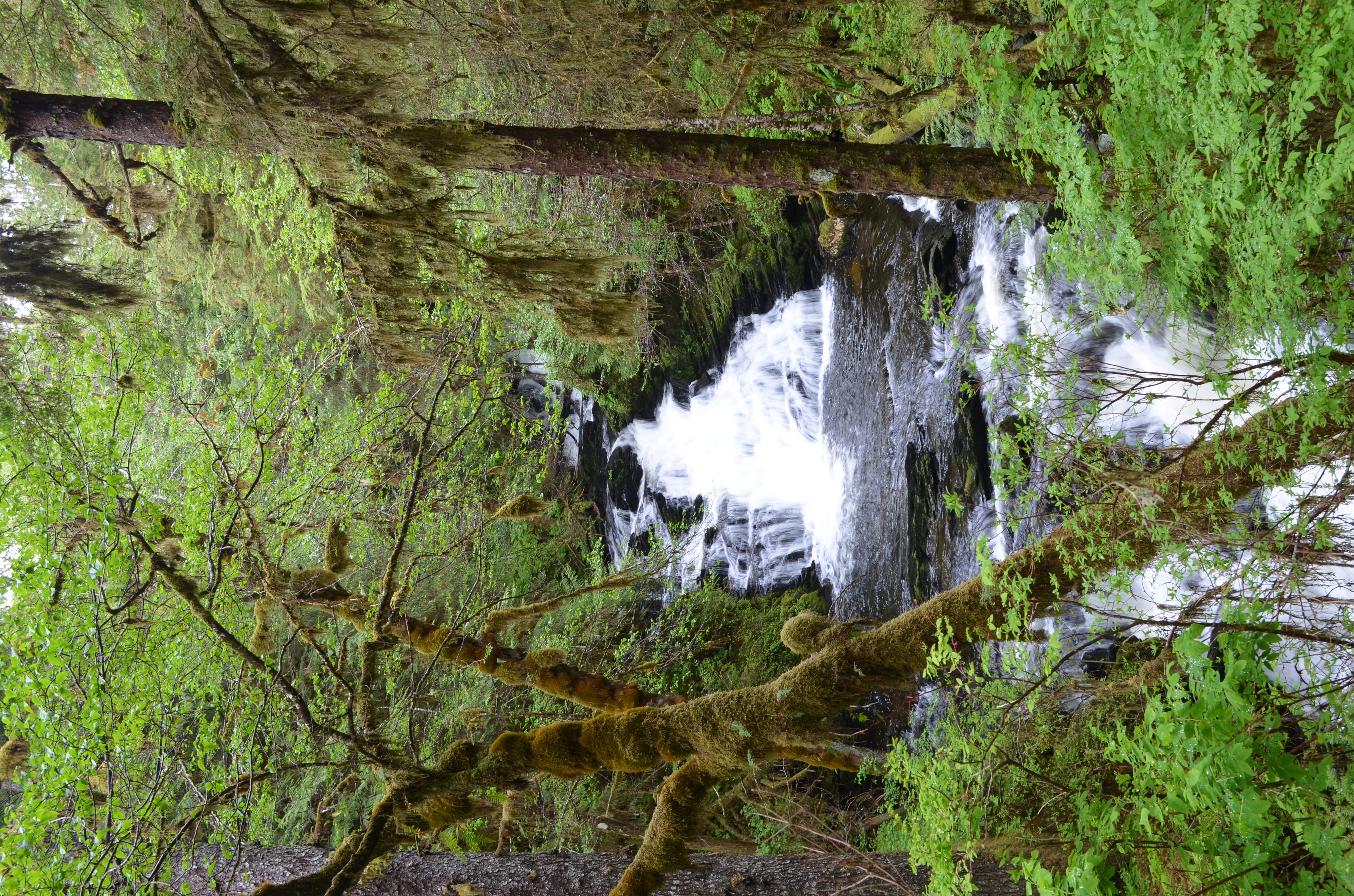 ./2017/08 - Alaska Cruise/11 - Ketchikan/DSC_0496.JPG
